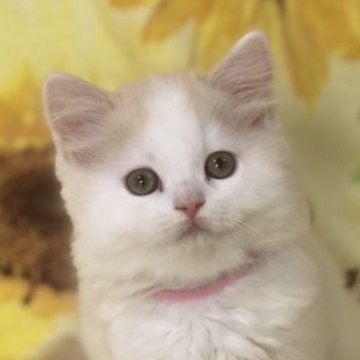 スコティッシュフォールド(立ち耳)【高知県・女の子・2023年8月11日・クリーム&ホワイト（ロング）】の写真「キレイなカラーの美人さんです！元気いっぱいですよ。」