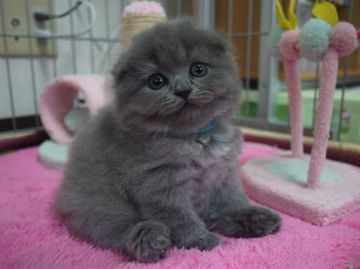 スコティッシュフォールド【高知県・男の子・2015年10月6日・ブルー（ロング）】の写真「希少なブルー１色のロングの男の子　次男君」