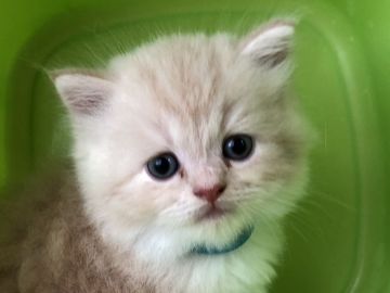 スコティッシュフォールド(折れ耳)【高知県・男の子・2018年8月8日・クリーム&ホワイト（ロング）】の写真「とっても元気な男の子です。超甘えん坊です🐱」