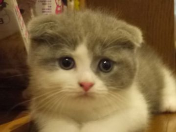 スコティッシュフォールド【高知県・男の子・2015年6月7日・ブルー&ホワイト（ショート）】の写真「Ｂ＆Ｗの元気な甘えん坊な男の子です」