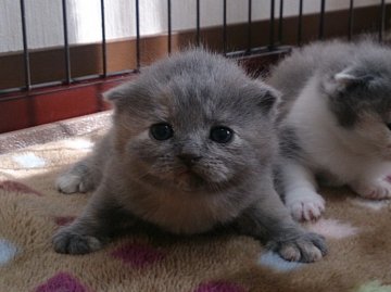 スコティッシュフォールド【高知県・女の子・2013年12月23日・ブルークリーム（ショートヘア）】の写真「お目々がクリクリな女の子」