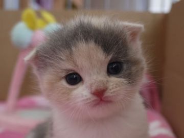 スコティッシュフォールド【高知県・女の子・2015年12月9日・ダイリュートキャリコ（ショートヘア）】の写真「ちょっとたれ目な三毛柄の女の子　ブリスコですよ。」