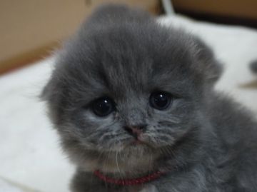 スコティッシュフォールド【高知県・女の子・2014年12月6日・ブルークリーム（ロングヘア）】の写真「とっても元気な女の子ですよ」