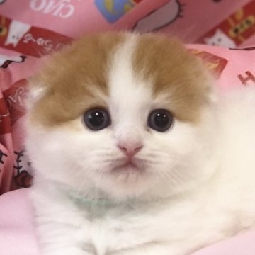 スコティッシュフォールド(折れ耳)【高知県・男の子・2023年5月15日・レッド&ホワイト（ロング）】の写真「やんちゃ君です。ふわモコですよ🎶」