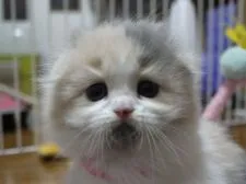 スコティッシュフォールド【高知県・女の子・2016年12月13日・ダイリュートキャリコ】の写真1