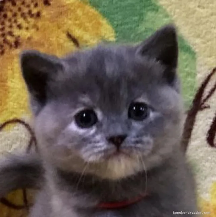 ID：2212-00209の子猫