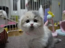 スコティッシュフォールド【高知県・女の子・2016年12月13日・ダイリュートキャリコ】の写真2