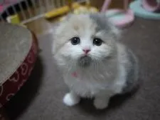 スコティッシュフォールド【高知県・女の子・2016年12月13日・ダイリュートキャリコ】の写真3