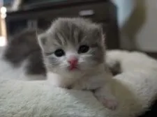 スコティッシュフォールド【高知県・男の子・2015年12月19日・ブルータビー&ホワイト】の写真4