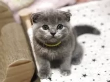 スコティッシュフォールド(折れ耳)【高知県・女の子・2025年4月6日・ブルークリーム】の写真13