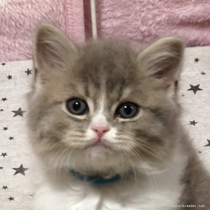 高品質ウルグアイアメジストたまごちゃん♡オールカット♡カルサイト共生No1990 高品質ウルグアイアメジストたまごちゃん♡オールカット♡カル