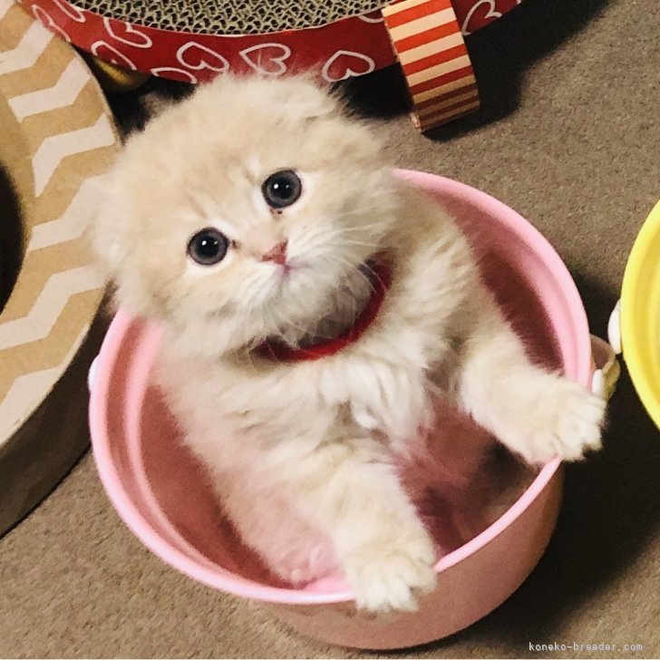 ブリーダー画像