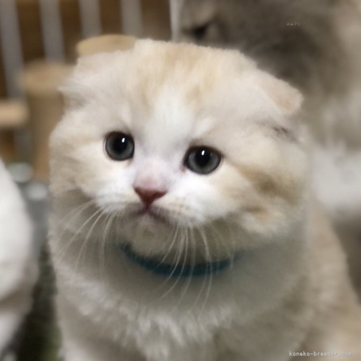 ブリーダー画像