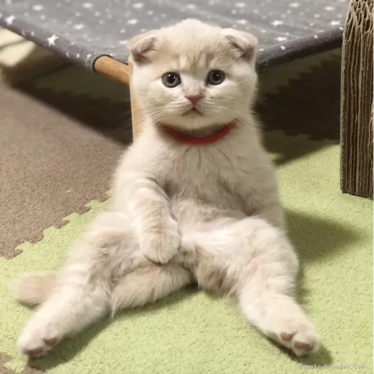 ID：2505-00253の子猫