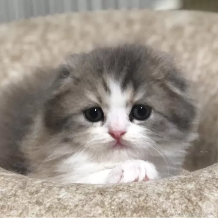 ID：2508-00225の子猫