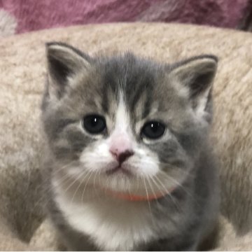 スコティッシュフォールド(立ち耳)【高知県・男の子・2025年11月3日・ブルー&ホワイト（ショート）】の写真「めちゃくちゃ甘えん坊さんですよ😺オンライン見学🆗」
