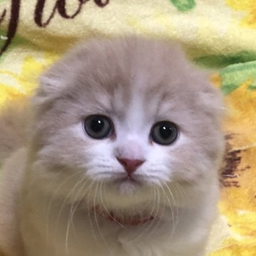 スコティッシュフォールド(折れ耳)【高知県・男の子・2025年7月2日・クリーム&ホワイト（ロング）】の写真「めちゃくちゃ甘えん坊さんですよ😺オンライン見学🆗」