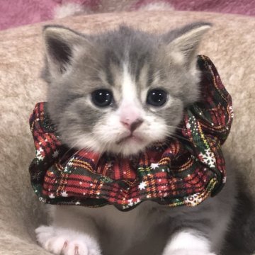 スコティッシュフォールド(立ち耳)【高知県・男の子・2025年11月3日・ブルー&ホワイト（ショート）】の写真「めちゃくちゃ甘えん坊さんですよ😺オンライン見学🆗」