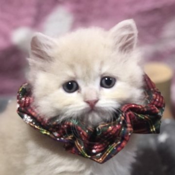 スコティッシュフォールド(立ち耳)【高知県・男の子・2025年10月31日・クリーム（ロング）】の写真「めちゃくちゃ食いしん坊さん😺オンライン見学🆗」