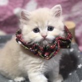 スコティッシュフォールド(立ち耳)