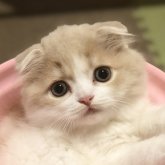 スコティッシュフォールド(折れ耳)