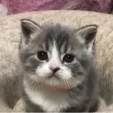 スコティッシュフォールド(立ち耳)