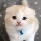スコティッシュフォールド(折れ耳)
