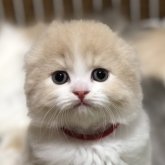 スコティッシュフォールド(折れ耳)