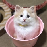 スコティッシュフォールド