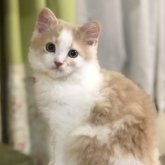 スコティッシュフォールド