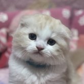 スコティッシュフォールド(折れ耳)