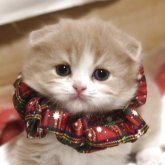 スコティッシュフォールド(折れ耳)