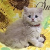 スコティッシュフォールド