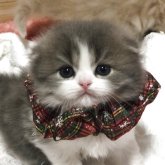 スコティッシュフォールド(折れ耳)