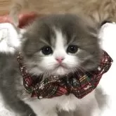 スコティッシュフォールド(折れ耳)