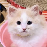 スコティッシュフォールド