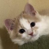スコティッシュフォールド