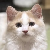 スコティッシュフォールド