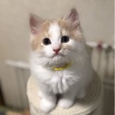 スコティッシュフォールド