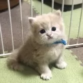 スコティッシュフォールド(立ち耳)【高知県・男の子・2025年12月4日・クリーム】の写真4