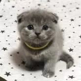 スコティッシュフォールド(折れ耳)【高知県・女の子・2025年4月6日・ブルークリーム】の写真6