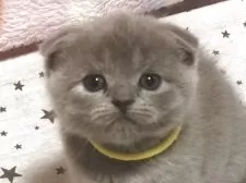 スコティッシュフォールド(折れ耳)【高知県・女の子・2025年4月6日・ブルークリーム】の写真7