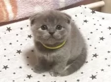 スコティッシュフォールド(折れ耳)【高知県・女の子・2025年4月6日・ブルークリーム】の写真9
