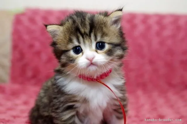 ID：1804-00091の子猫