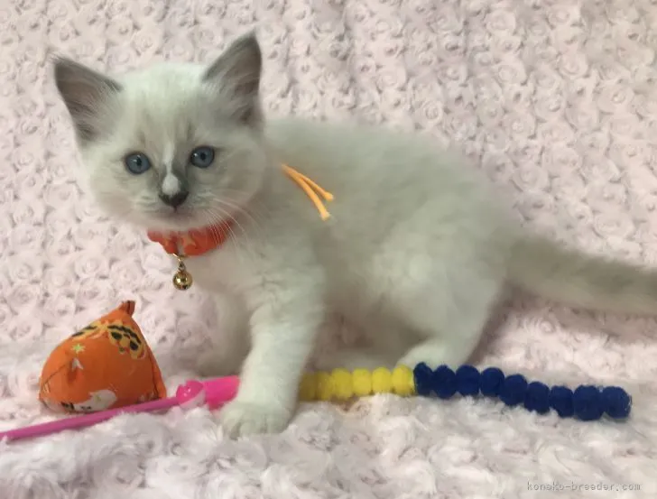 S.S 様のお迎えした子猫