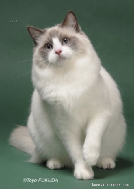 ラグドール【・女の子・2020年4月21日・ブルーポイントバイカラー】