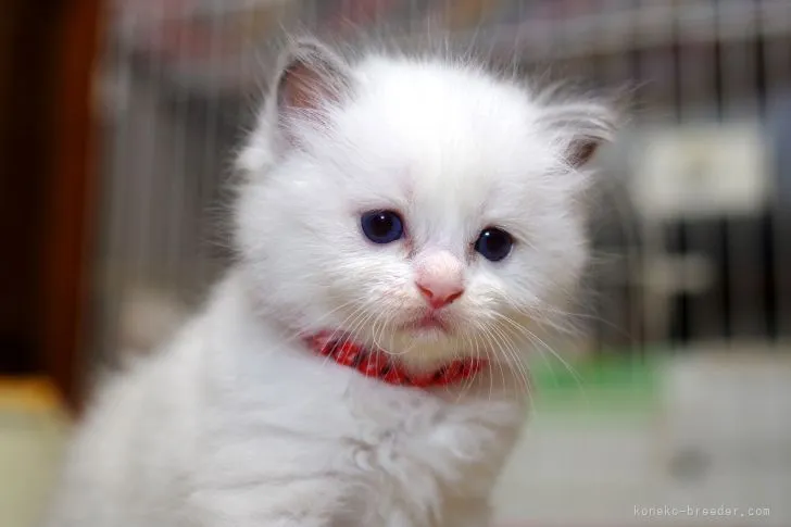 ID：2106-01038の子猫