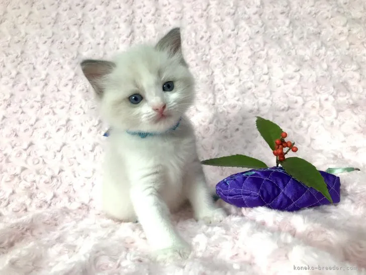 ID：2201-00109の子猫