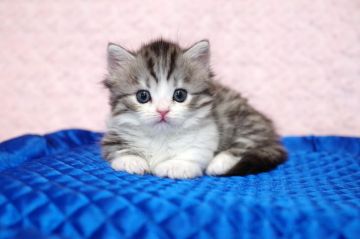 マンチカン(短足)【千葉県・男の子・2020年9月29日・ブラック マッカレルタビー&ホワイト（ロングヘアー）】の写真「最高位チャンピオンの子供です。」