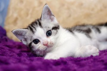 アメリカンショートヘア【千葉県・男の子・2021年8月23日・ブラック シシルバー クラシック タビー&ホワイト（ショート ヘア）】の写真「元気に大きくなっていますよ！」